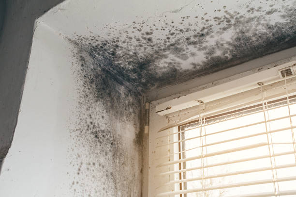 Trusted Commercial Mold Remediation service in Reading, MA - Cheap Mold Removal
